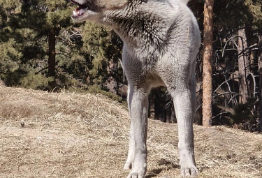 ������ ������