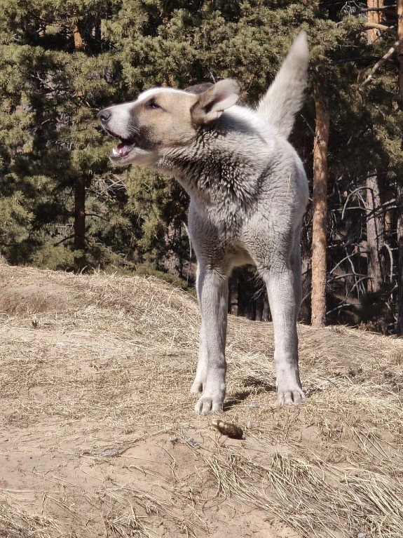 ������ ������