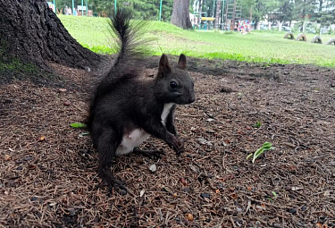 ���������� ����� �������. ������ ����� �������� �������� ����� �� �����. Black squirrel in Buryatia