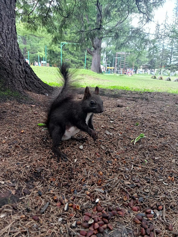 ���������� ����� �������. ������ ����� �������� �������� ����� �� �����. Black squirrel in Buryatia