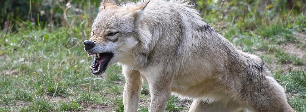 Волк атакует лису фото.