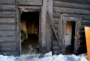 Собака в дверях сгоревшего дома