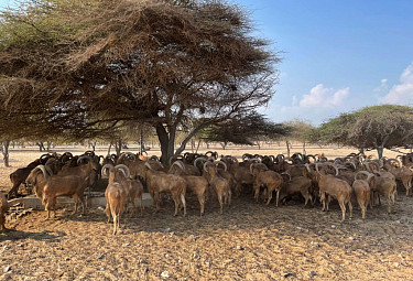 �������� � �������. Savannah. Animals