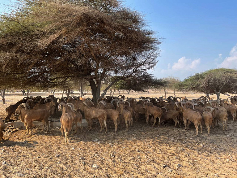 �������� � �������. Savannah. Animals