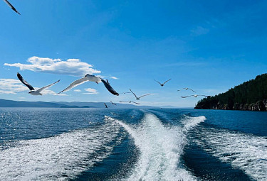 Байкальские чайки над катером с туристами. Бурятия. Чивыркуйский залив Байкала. 2023 год