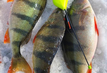 ��� ����������� ����� ����� �� �����. ��������� �������.