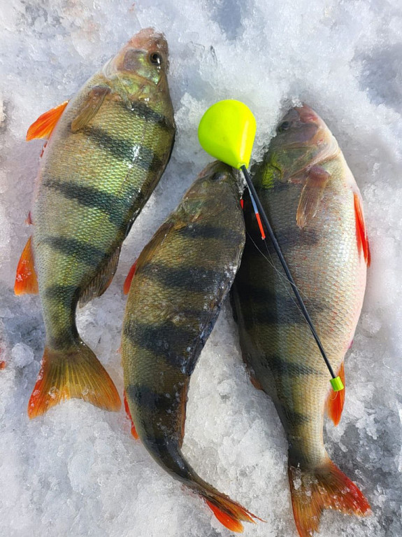 ��� ����������� ����� ����� �� �����. ��������� �������.