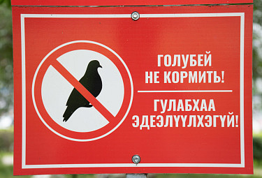 �������. ������� �� �������. ���������� �� ������� � ��������� ������. Do not feed the pigeons